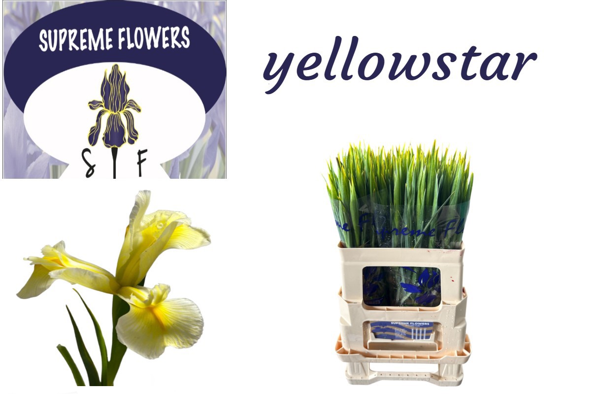 Ирис Овериг, шт.