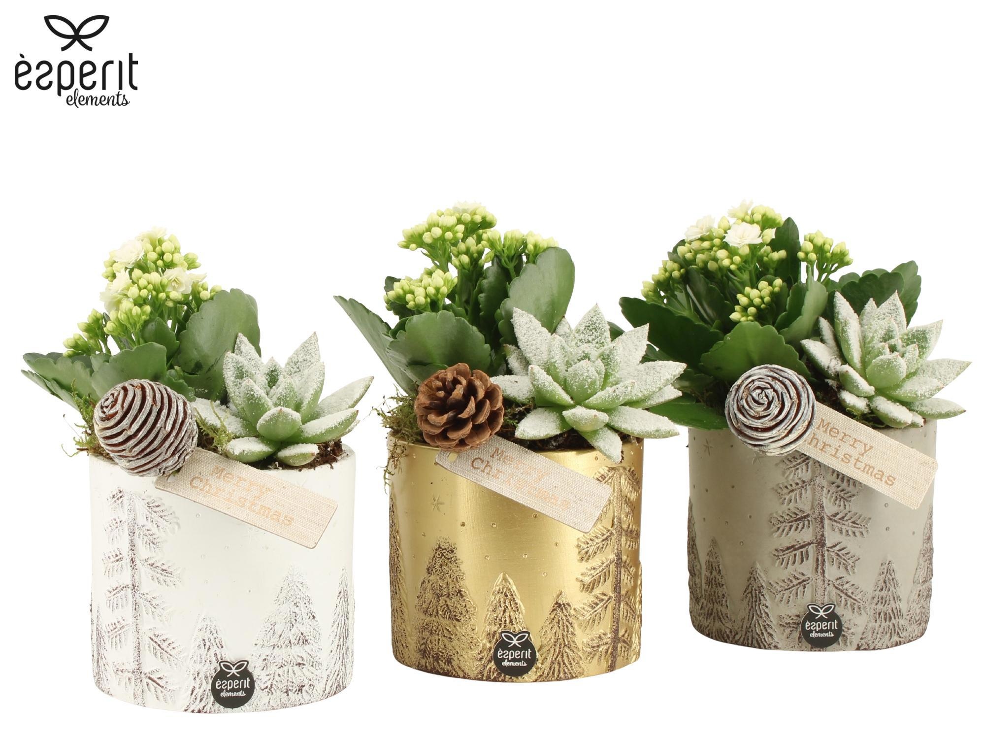 62115: X-mas arrangement, D 12