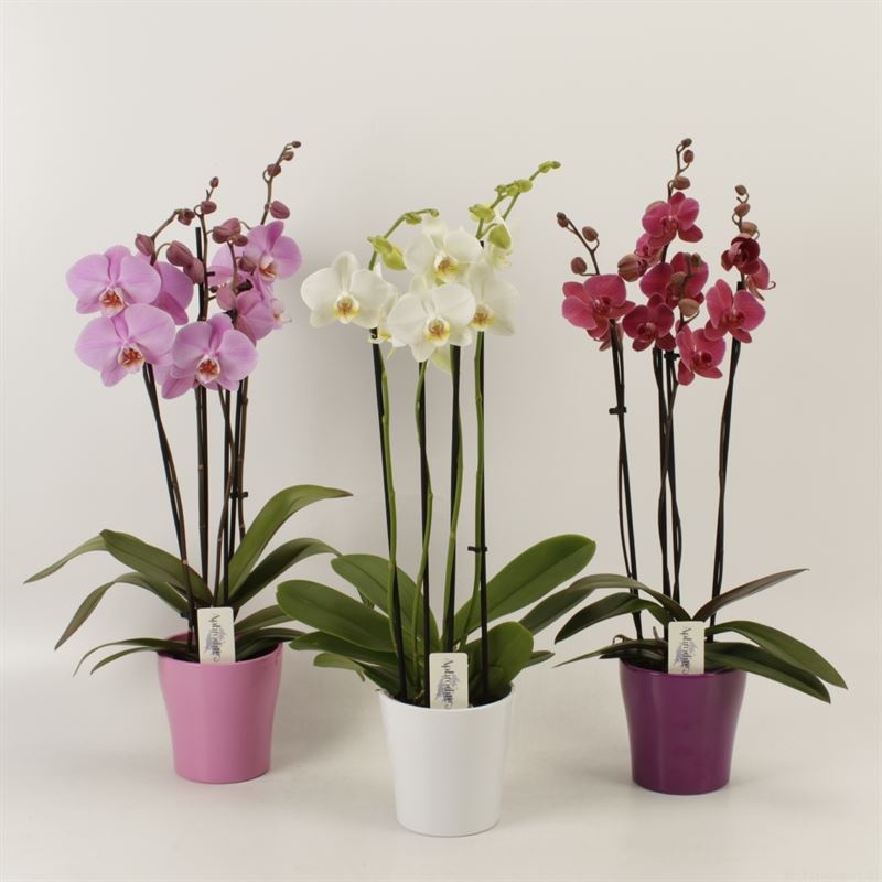 Phalaenopsis gemengd 4 tak gemengd in ton sur ton keramiek, D 12 cm