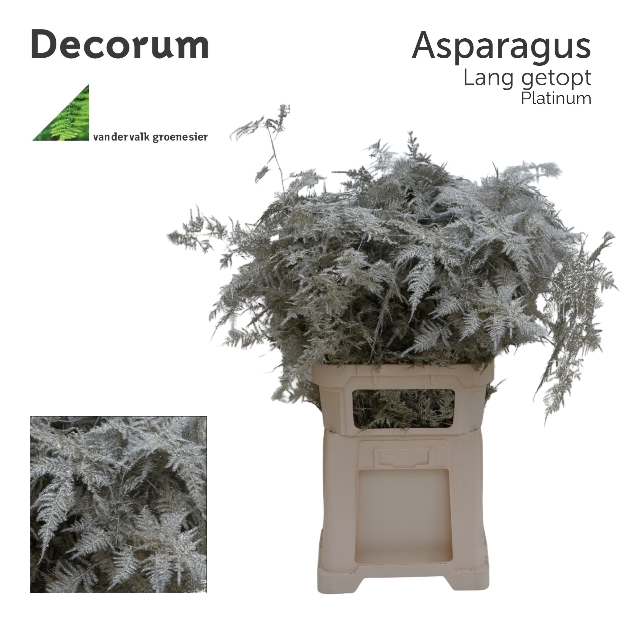 Аспарагус Овериг Крашеный (краш. ) 85, шт.