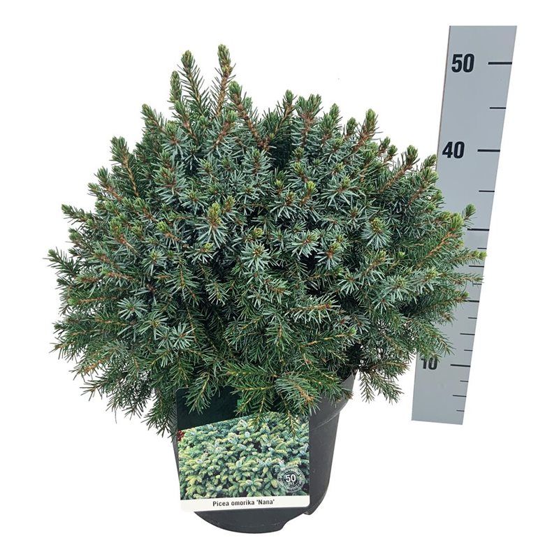 Picea omorika 'Nana', D 26