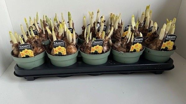 12 cm TAHITI dubbele narcis, D 12
