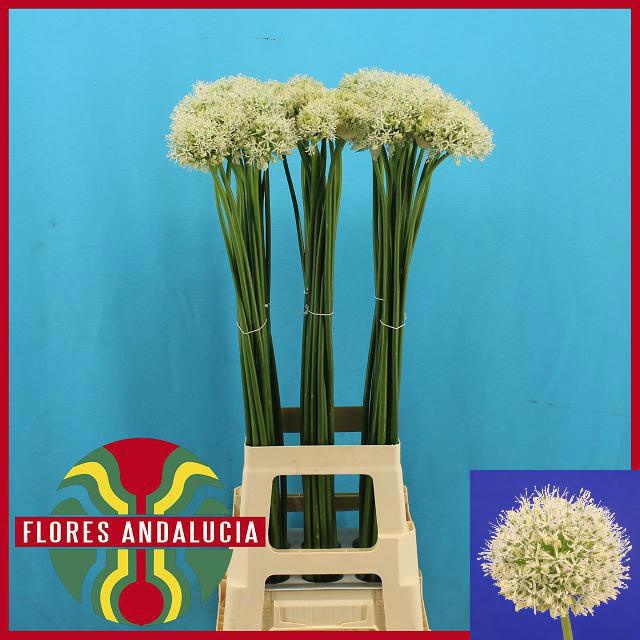 Аллиум Маунт Эверест 90 (бел.), шт.