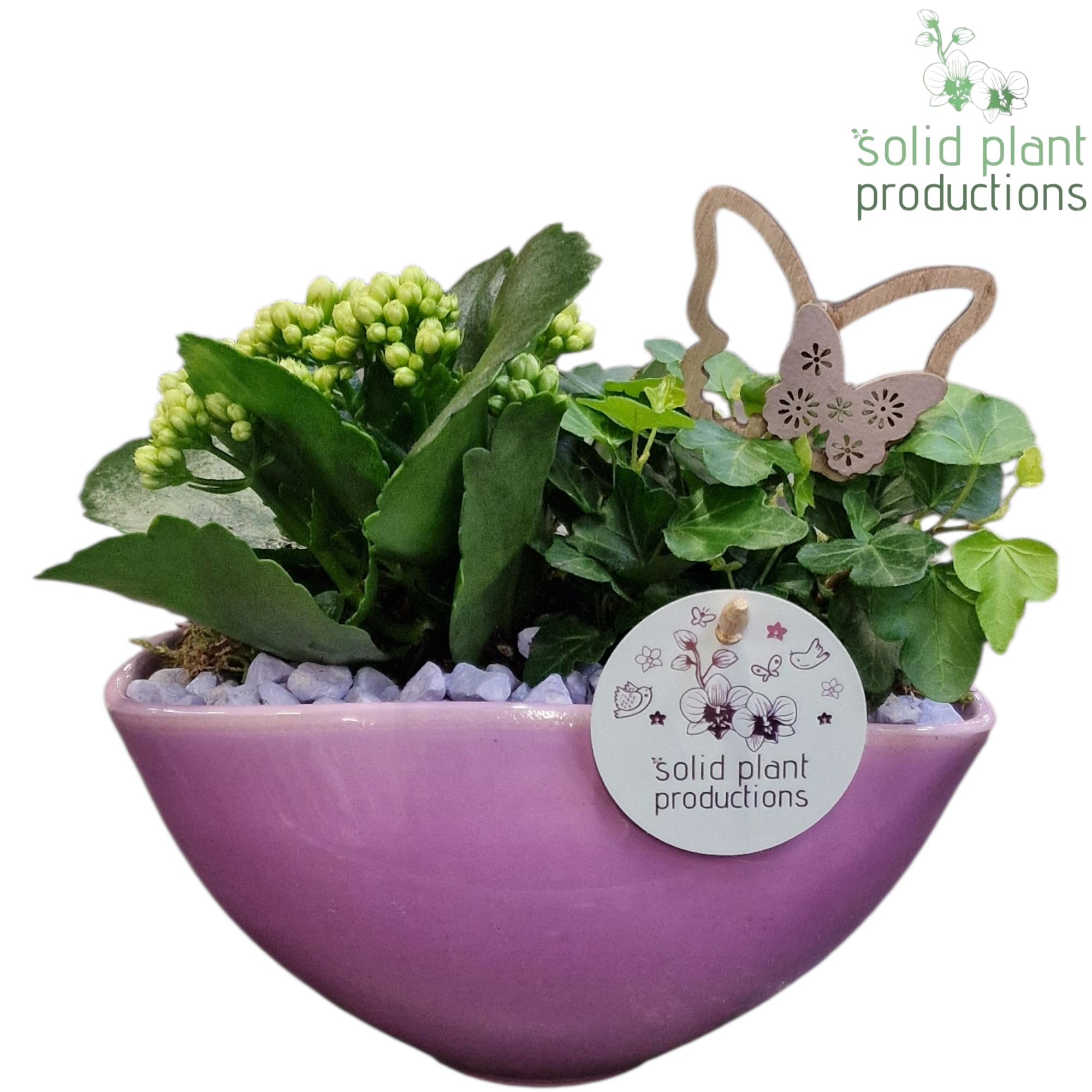 KH006 Katty Lila, D 19