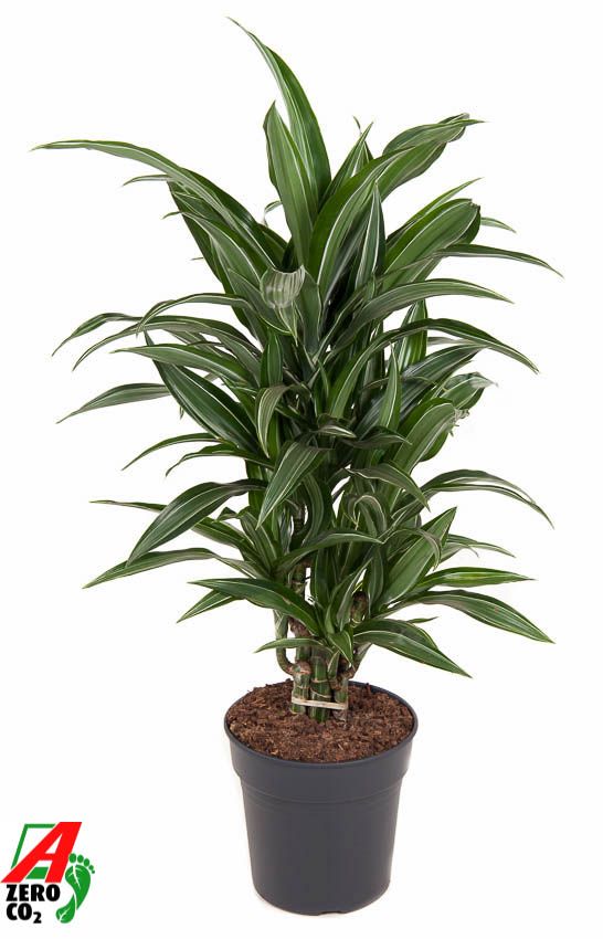Dracaena Ulises vertakt P21, D 21