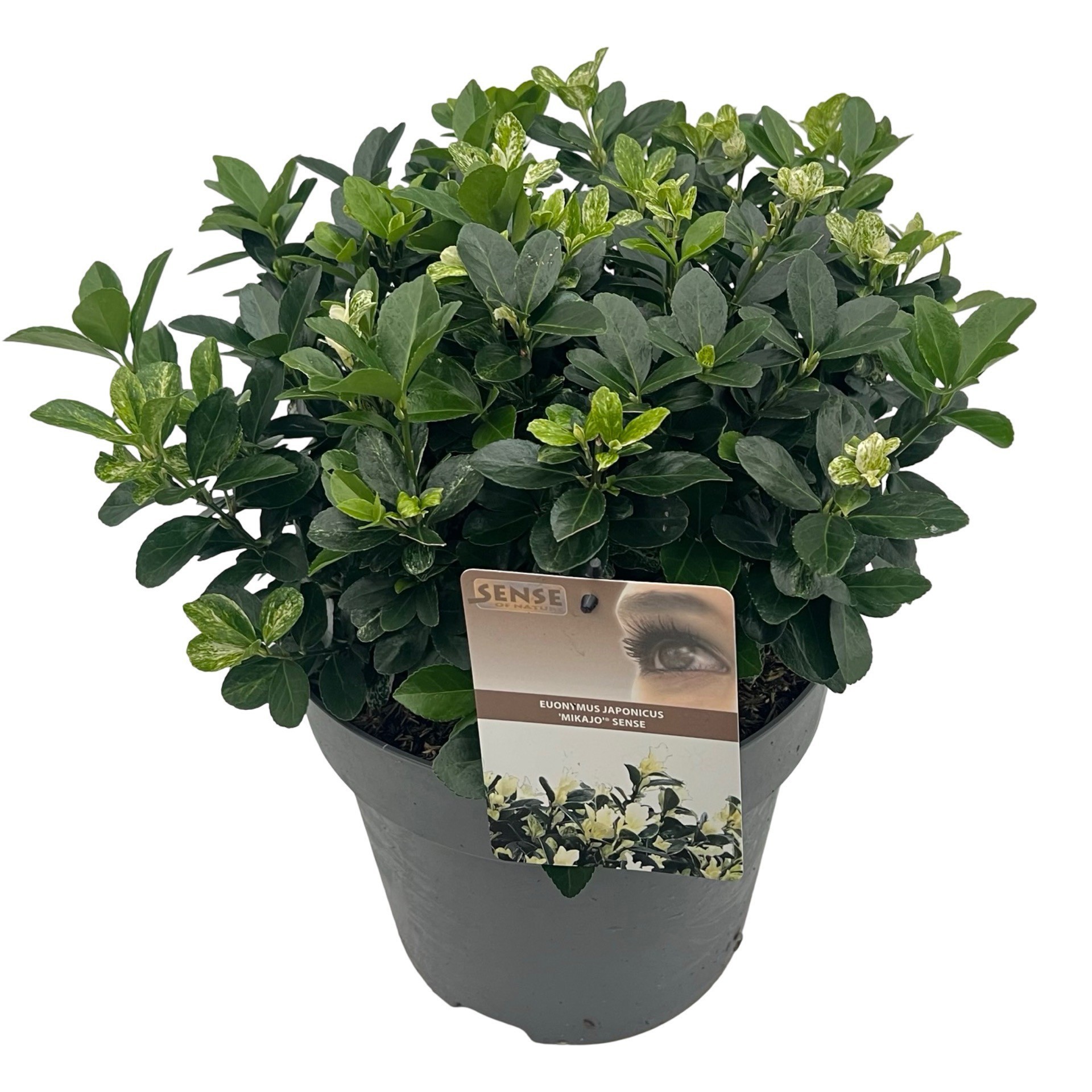 Euonymus jap. 'Mikajo' ® sense, D 27