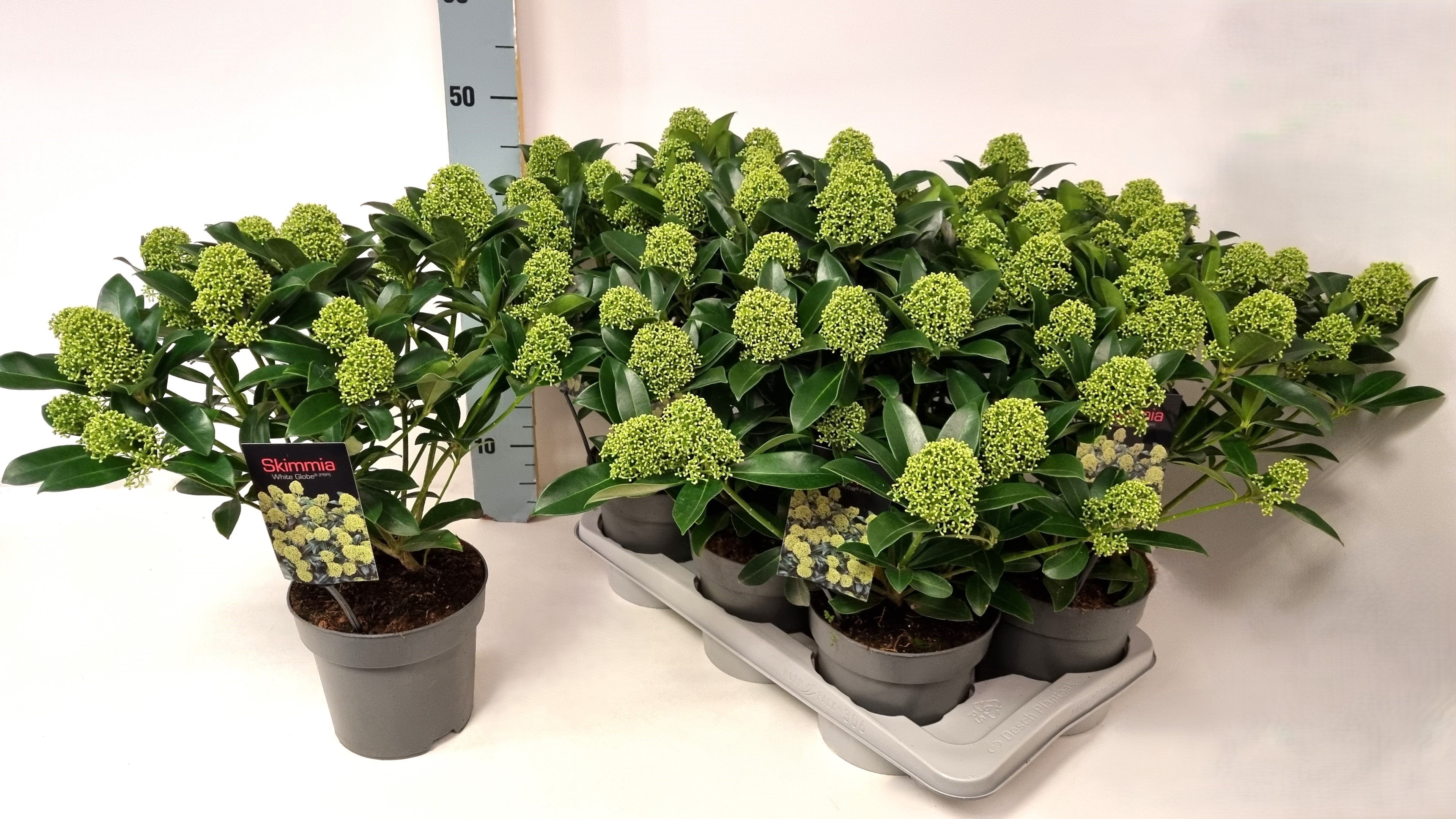 Skimmia jap. 'White Globe' P17, D 17 cm