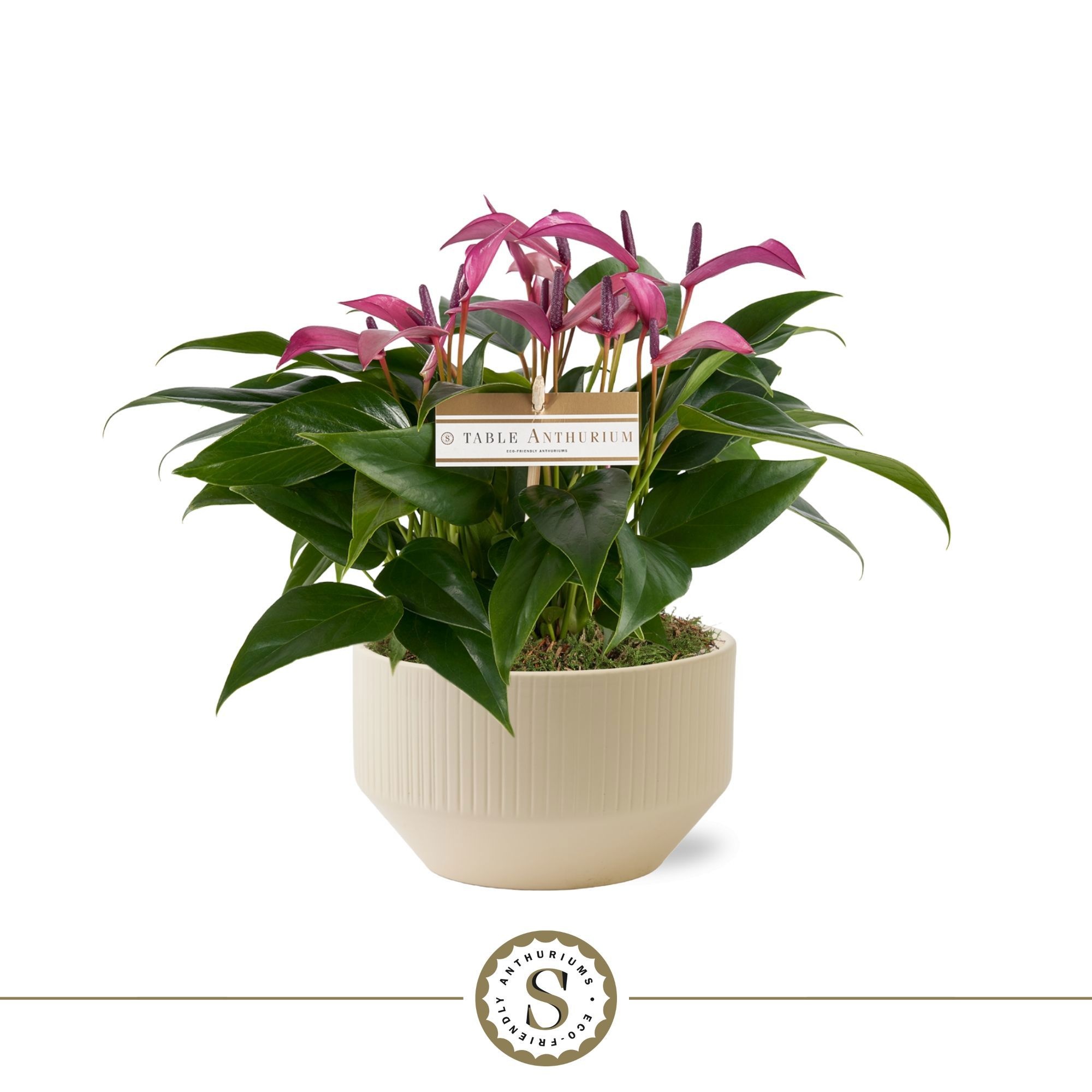 Table Anthurium Schaal Paars in Lucca Crème, D 17