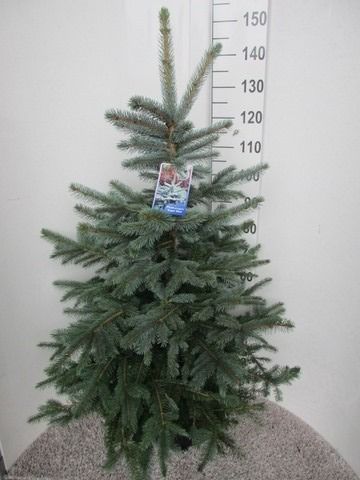 Picea pungens Super Blue 120-130 P36, D 36 cm