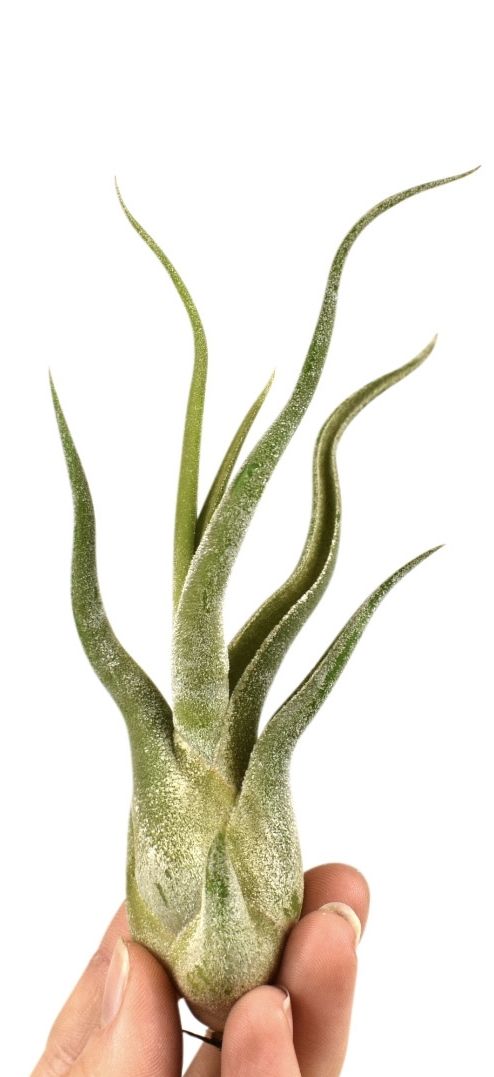 tillandsia caput medusa, D 8