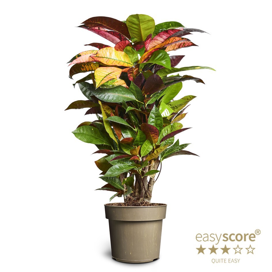 CODIAEUM VARIEGATUM 'MRS.ICETON', D 17 cm