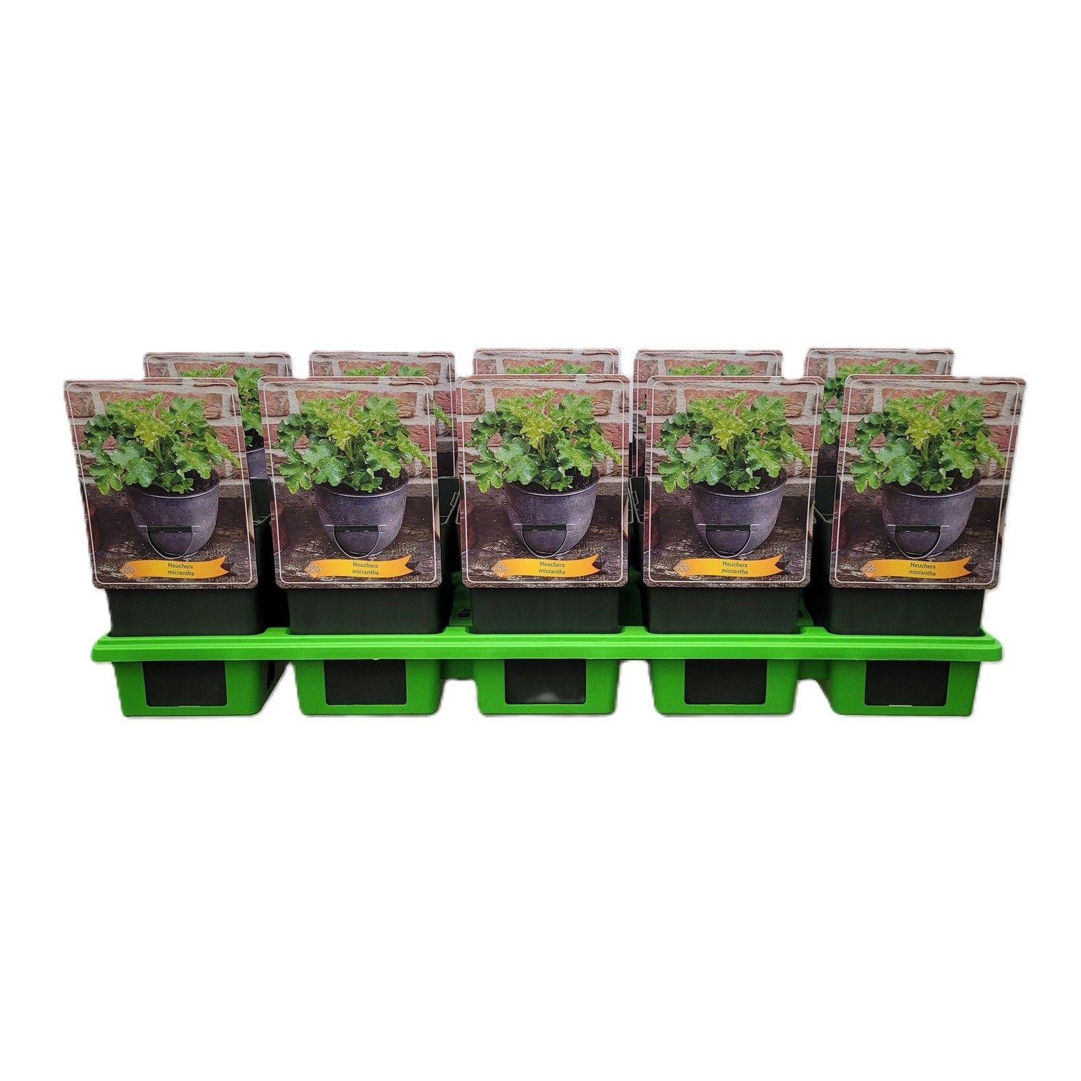 Heuchera micrantha P11, D 11