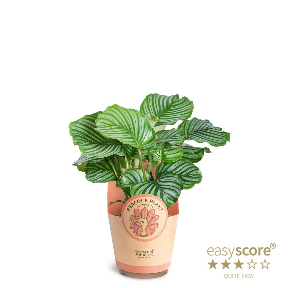 Calathea Orbifolia, D 17