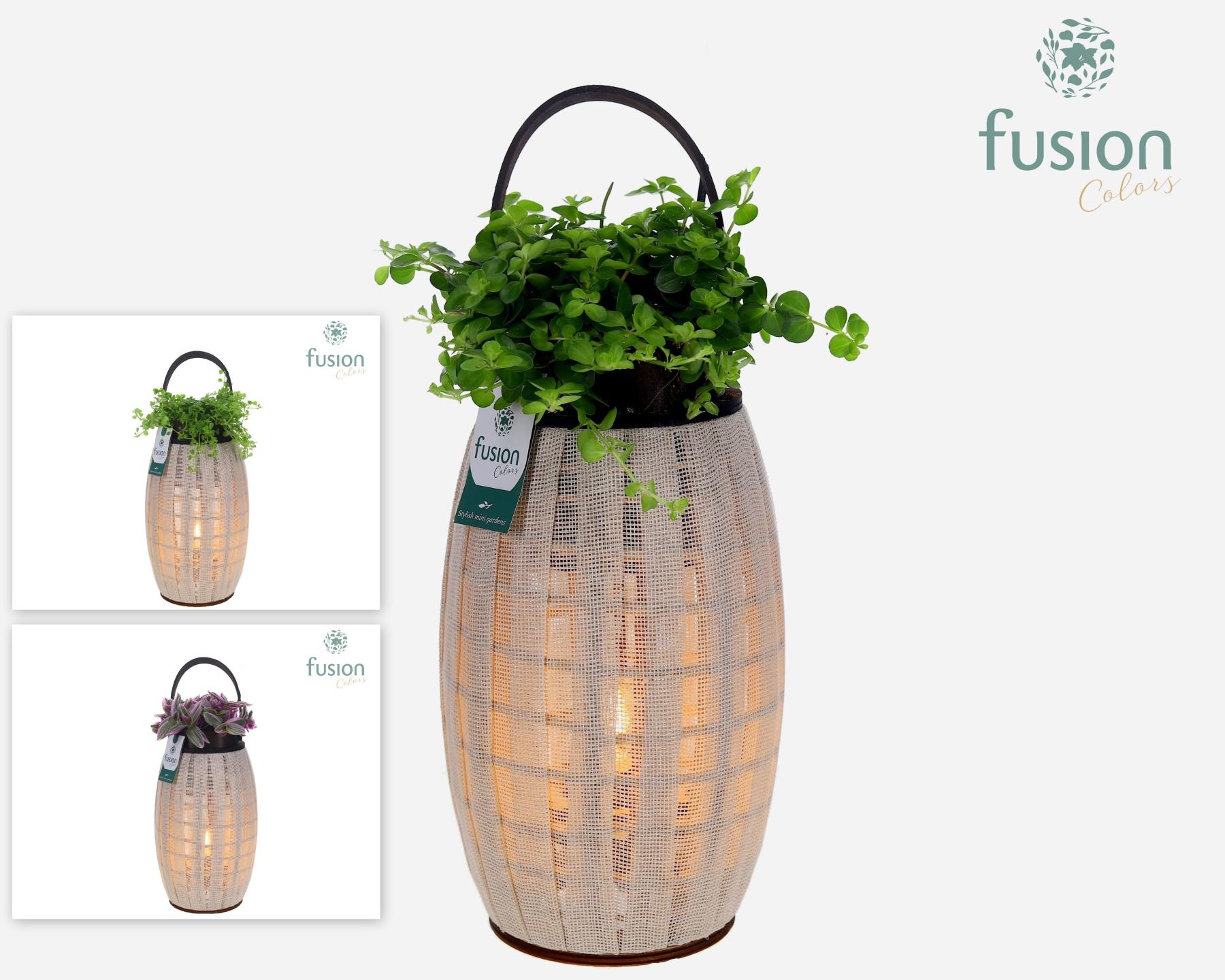 Houten Lantaarn met verlichting met groene planten mix, D 23