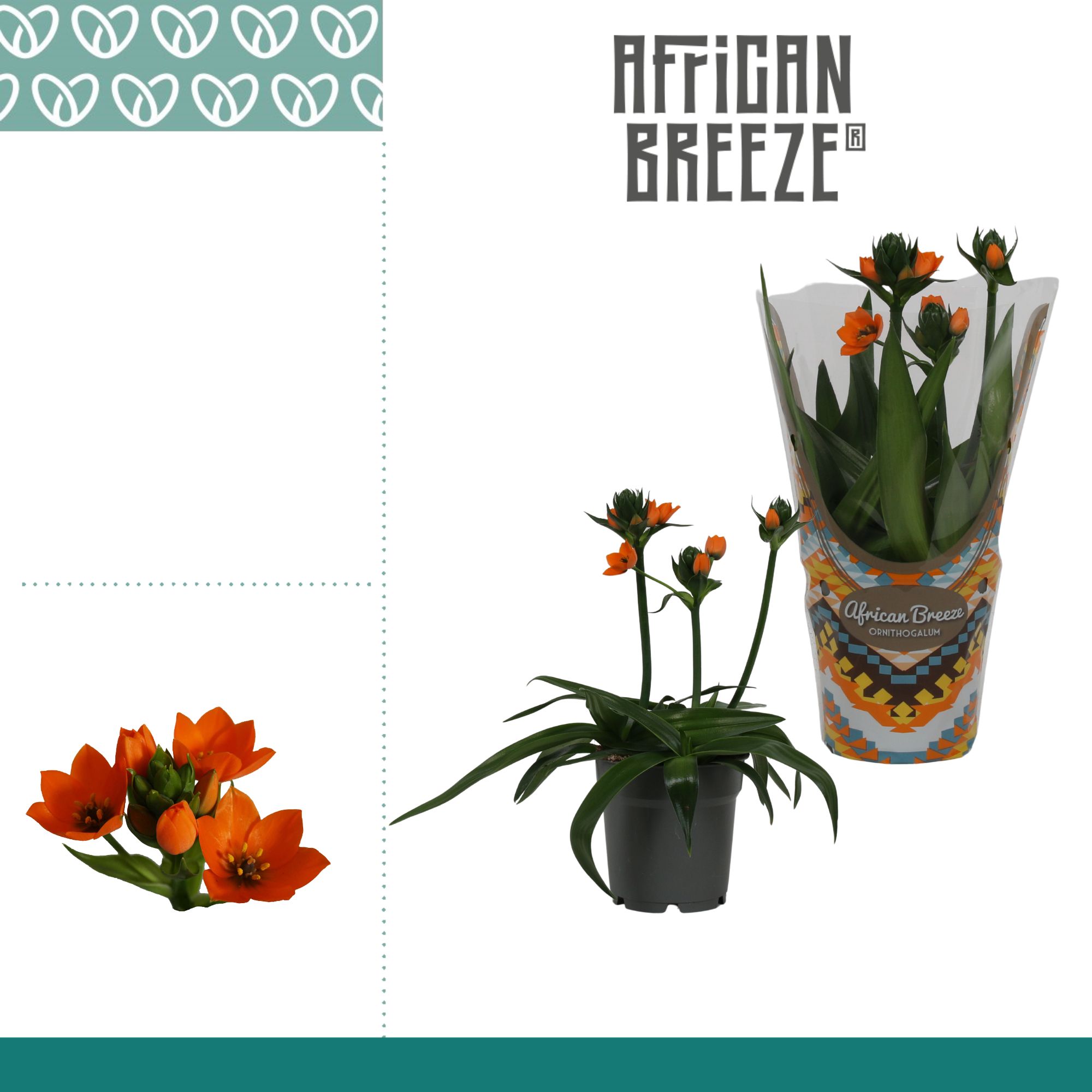 Ornithogalum Dubium 3pp Oranje, D 12