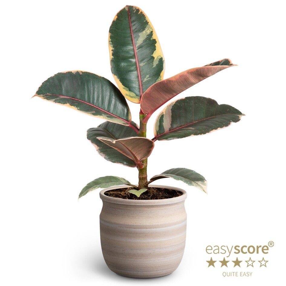 Maceta Sand, Ficus elastica ´Belize´, D 10 cm Maceta Sand, Ficus elastica ´Belize´, D 10 cm