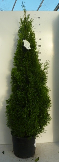 Thuja occid. 'Smaragd', D 32