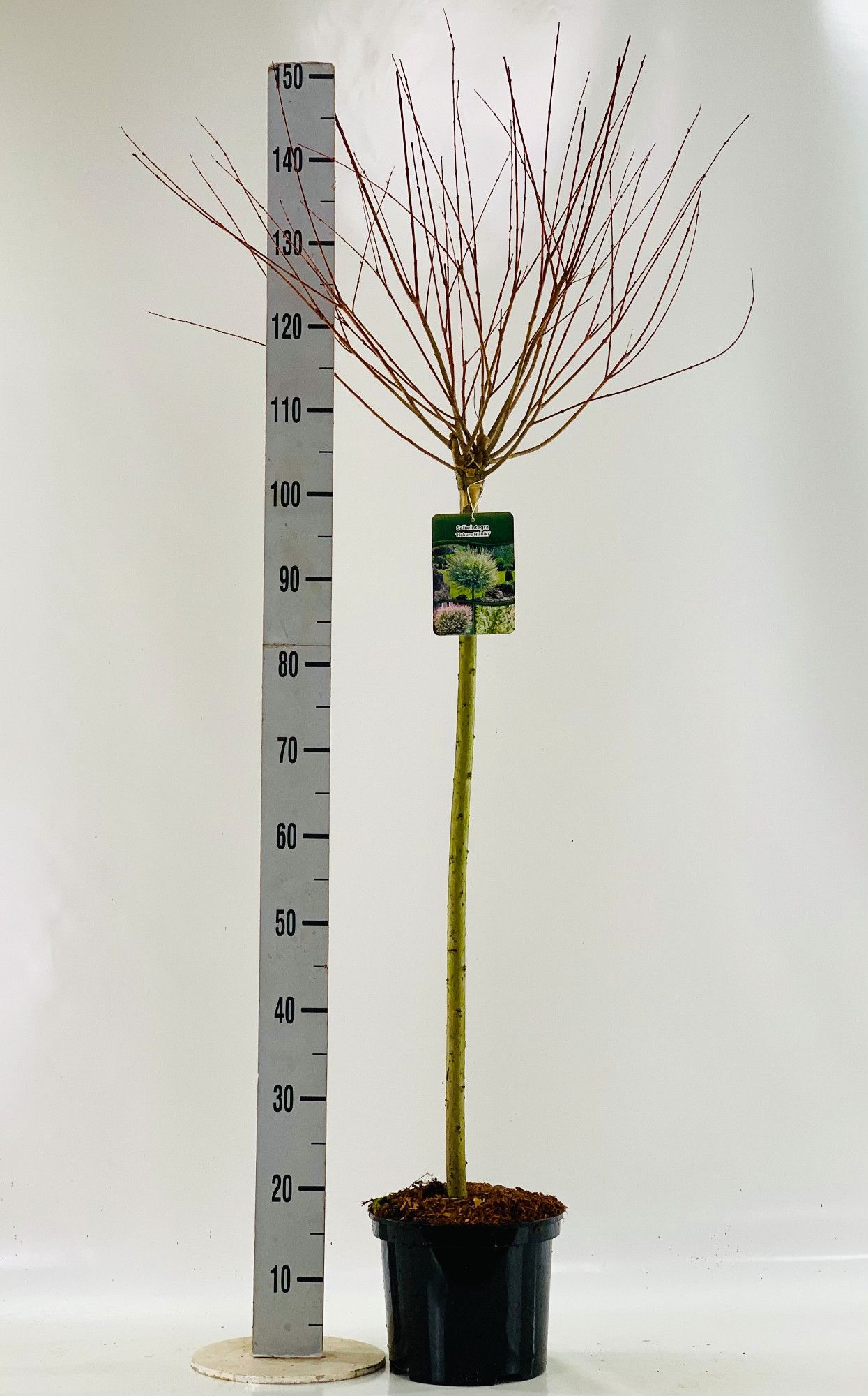 Salix int. 'Hakuro Nishiki' 80cm, D 23