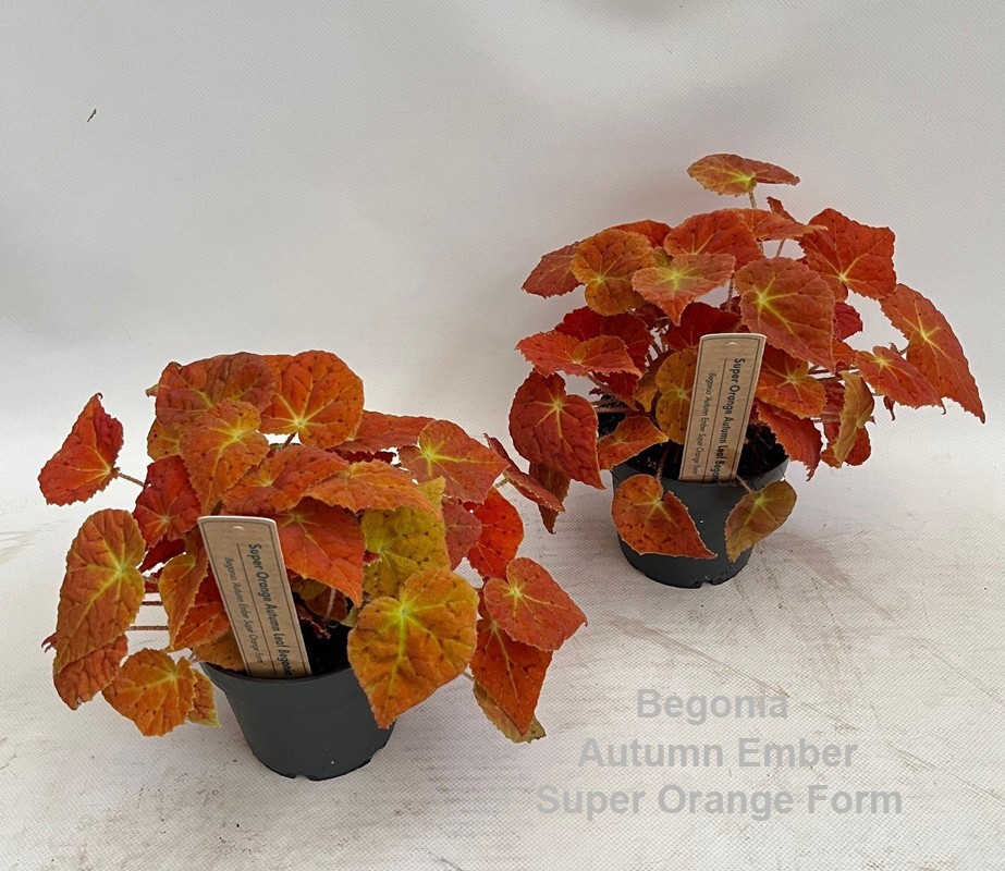 Begonia Autumn Ember Super Orange Form 12cm, D 12