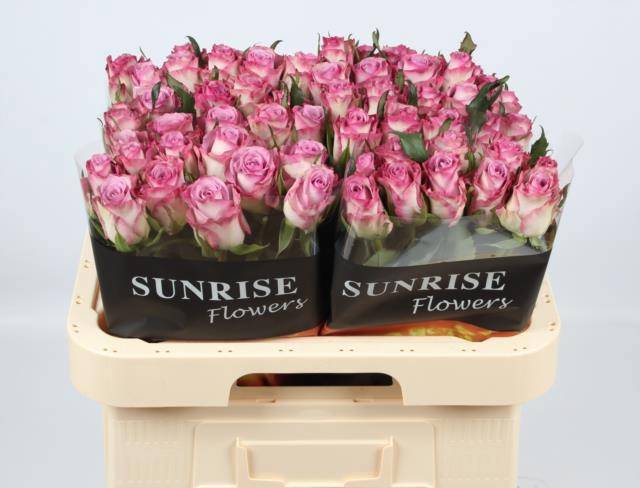 Роза од. Триллер 60, шт.