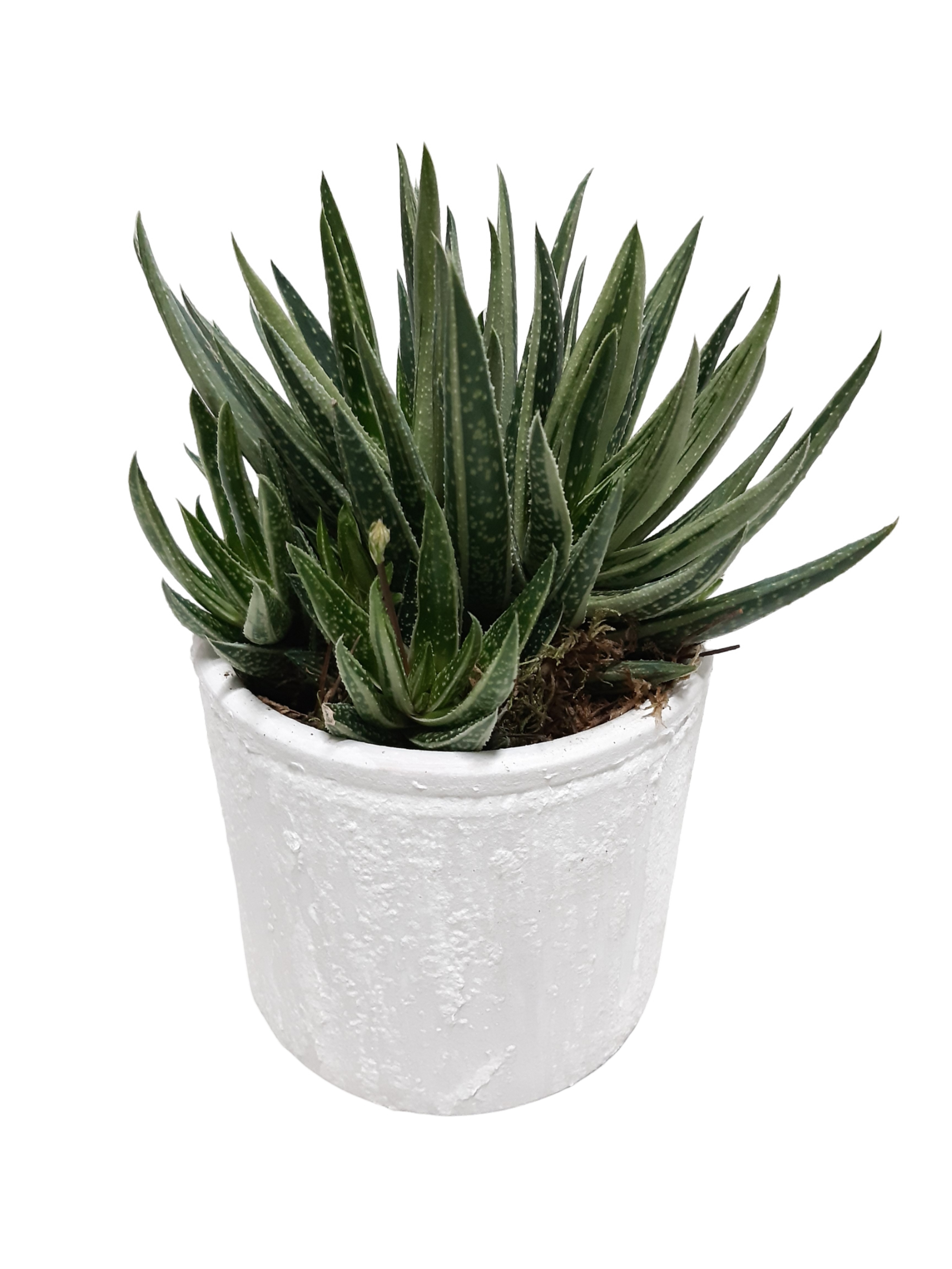 PP14GAS Planter Pot Keramiek 14cm Gasteria, D 14