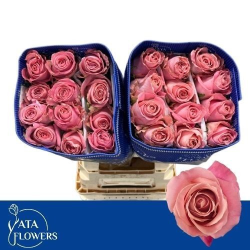 Роза од. Хермоса+ 60, шт.