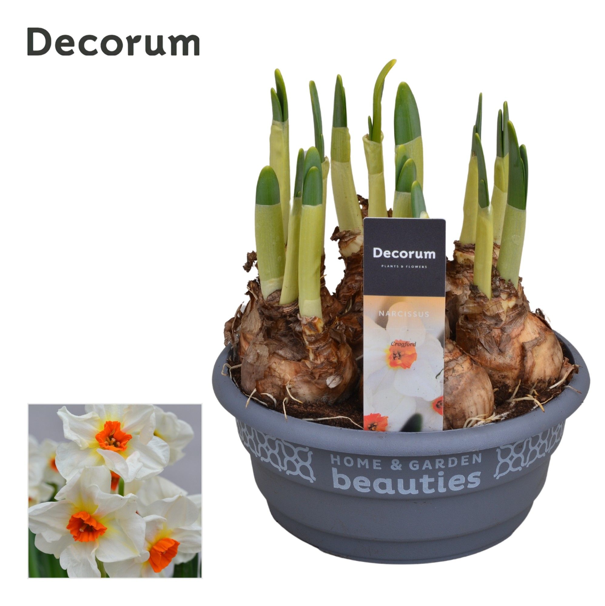 Narcis Cragford, D 16 cm