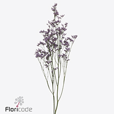 Лимониум Пиума Скай 60, шт.