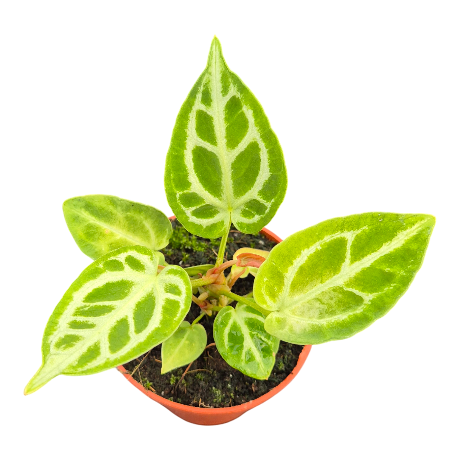 DocBlock Anthurium Briëlle® '16' X Briëlle® '16', D 9