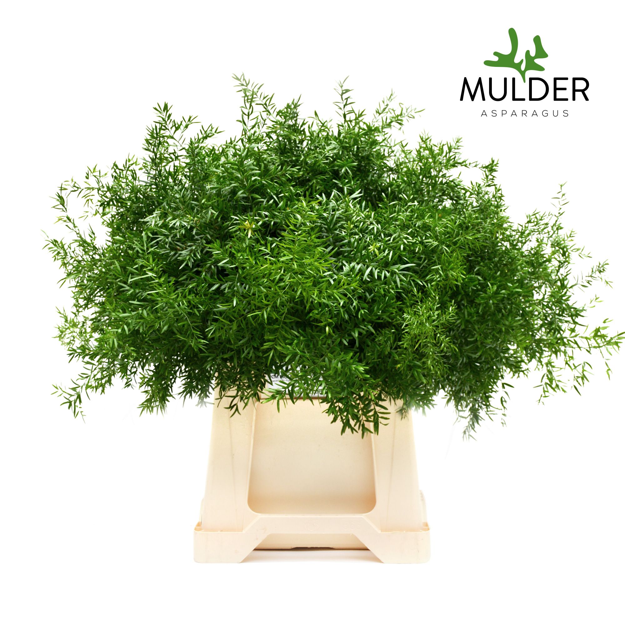 Аспарагус Квебе 50, шт.