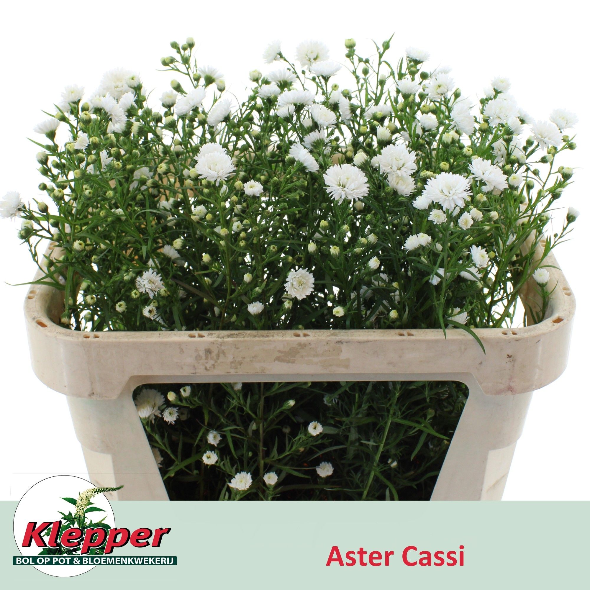 Астер Касси 70, шт.