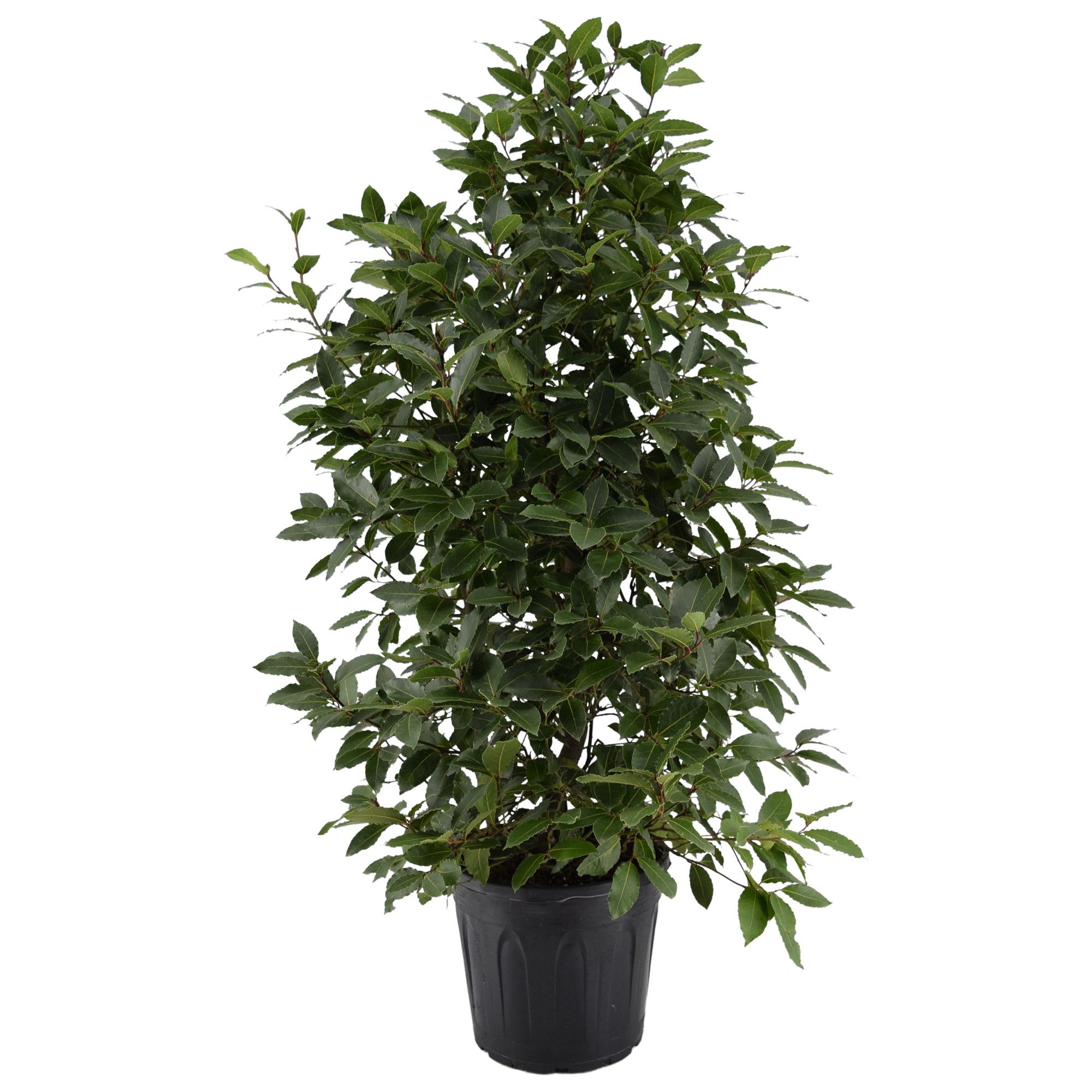 Laurus nobilis Struik, D 30