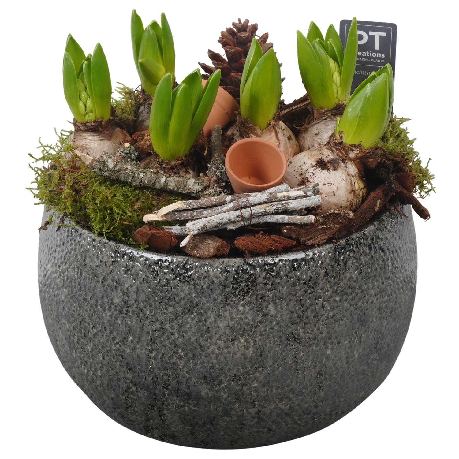 PTWH4030 Arrangement Winter Hyacint in keramiek schaal, D 23