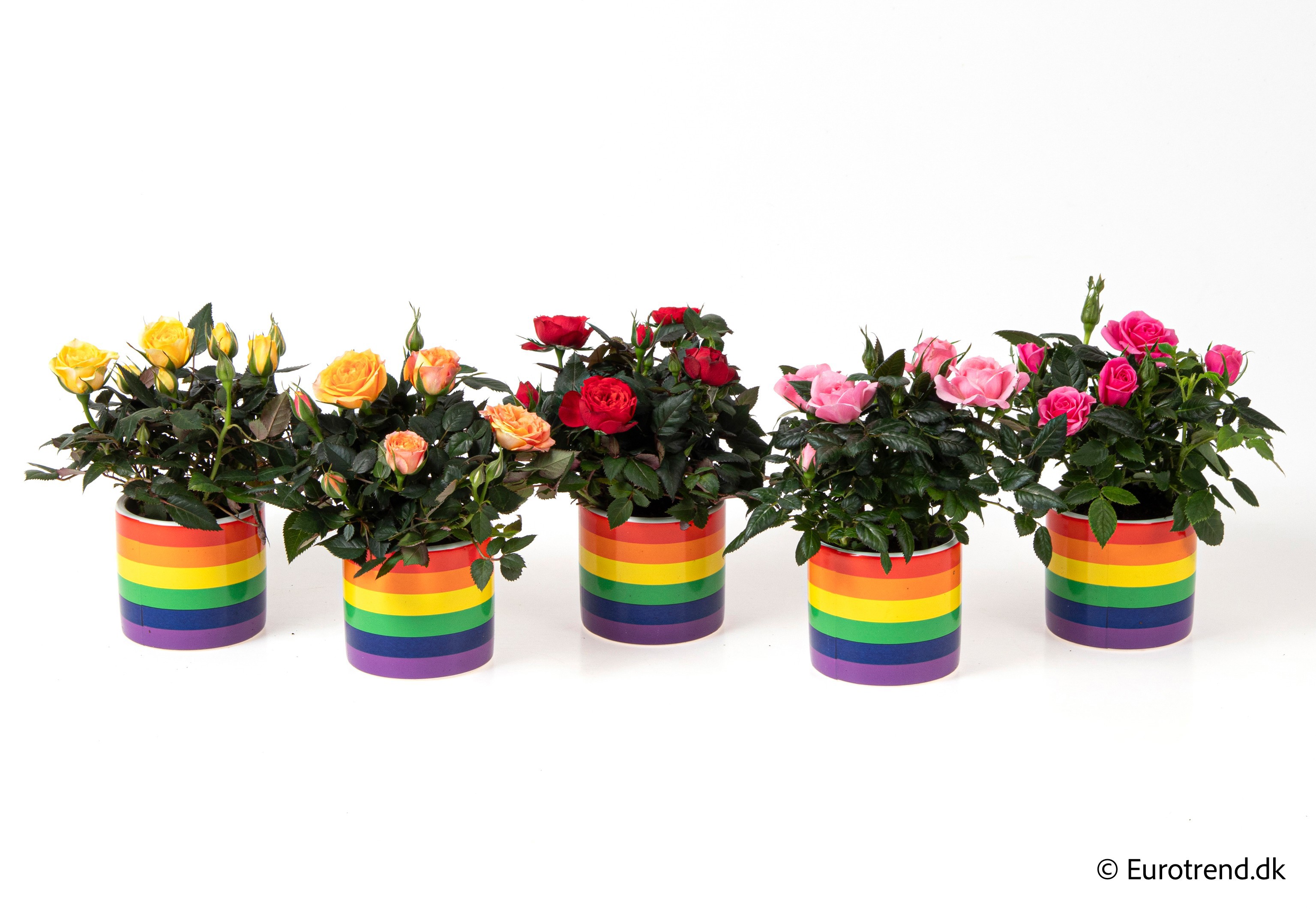 Roses in Spring, Summer & Autumn ceramic 2026, D 6