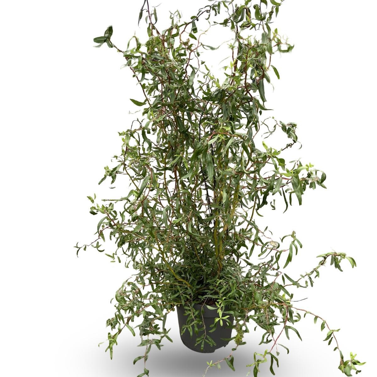 Salix 'Erythroflexuosa', D 31 cm
