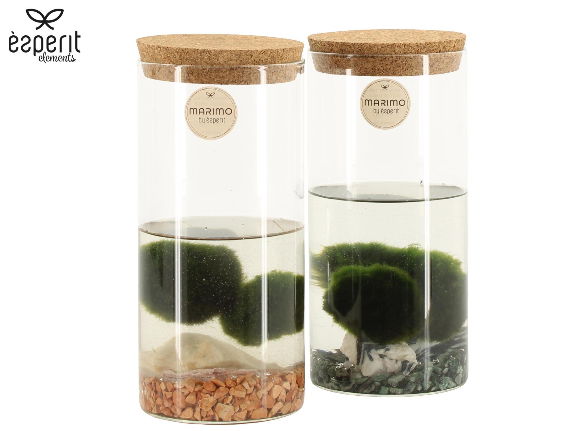 90723: Marimo arrangement, D 9 cm 90723: Marimo arrangement, D 9 cm