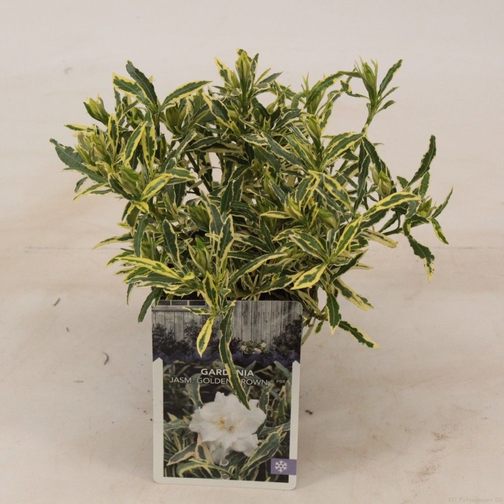 Gardenia jasminoides 'Golden Crown'PBR, D 9,5