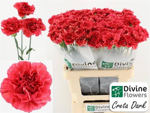 Диантус од. Овериг, шт.