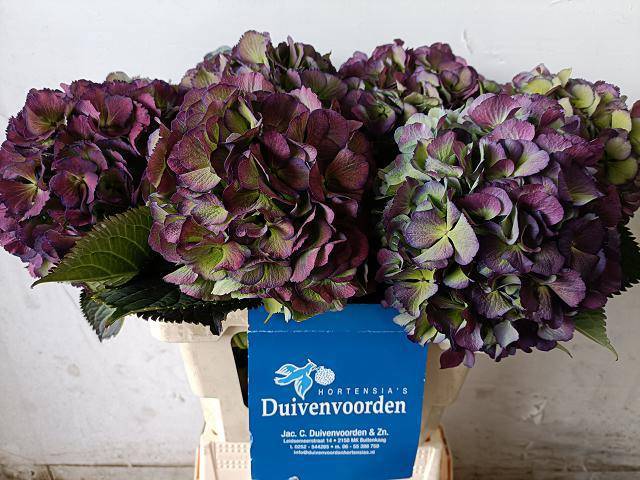 Гортензия Элбтал Классик 60, шт.