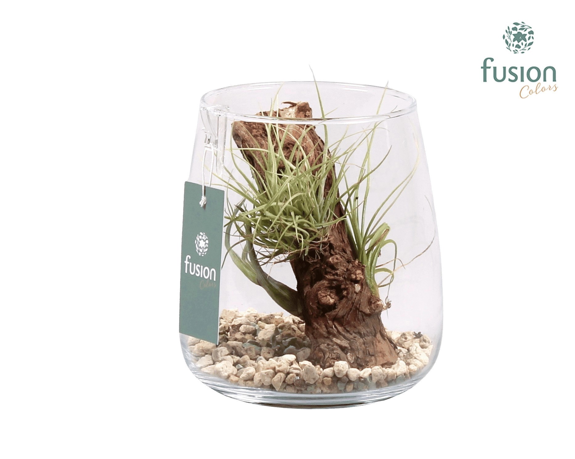 Glas Alzada met Tillandsia Air Plants, D 15