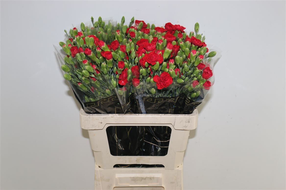 Диантус куст. Биловд, шт.