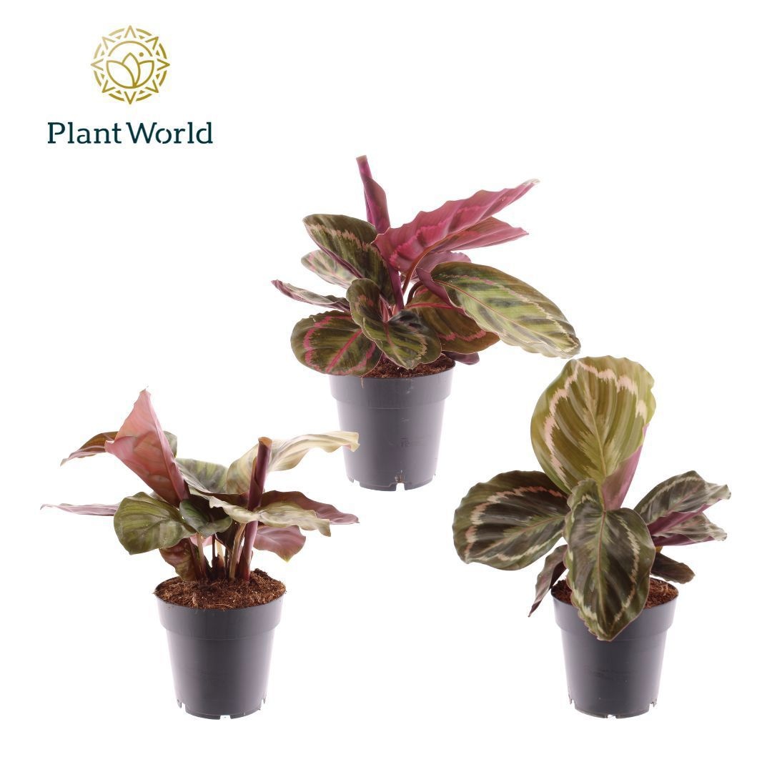 Calathea gemengd, D 14