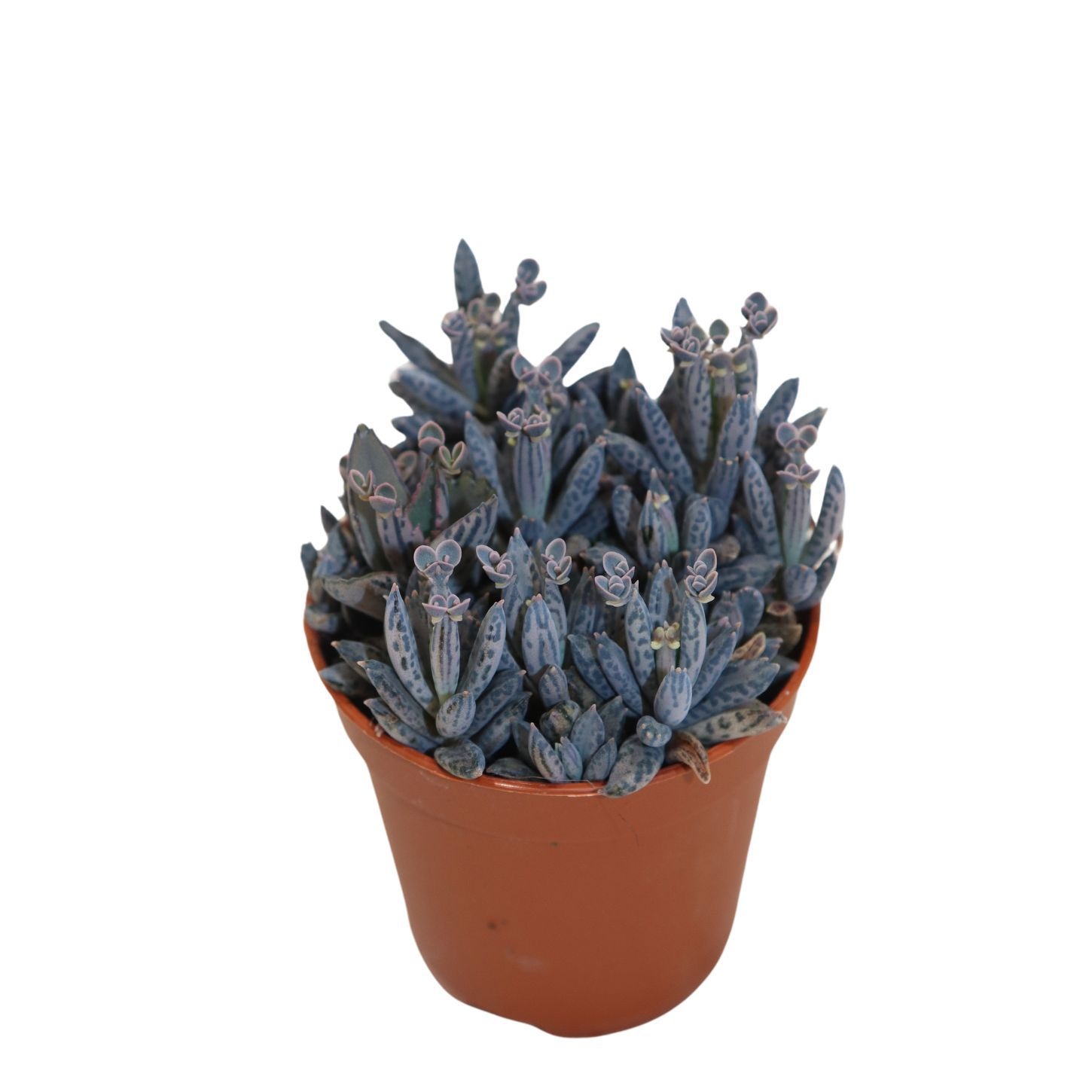 Kalanchoe Daigremontiana, D 5,5 cm