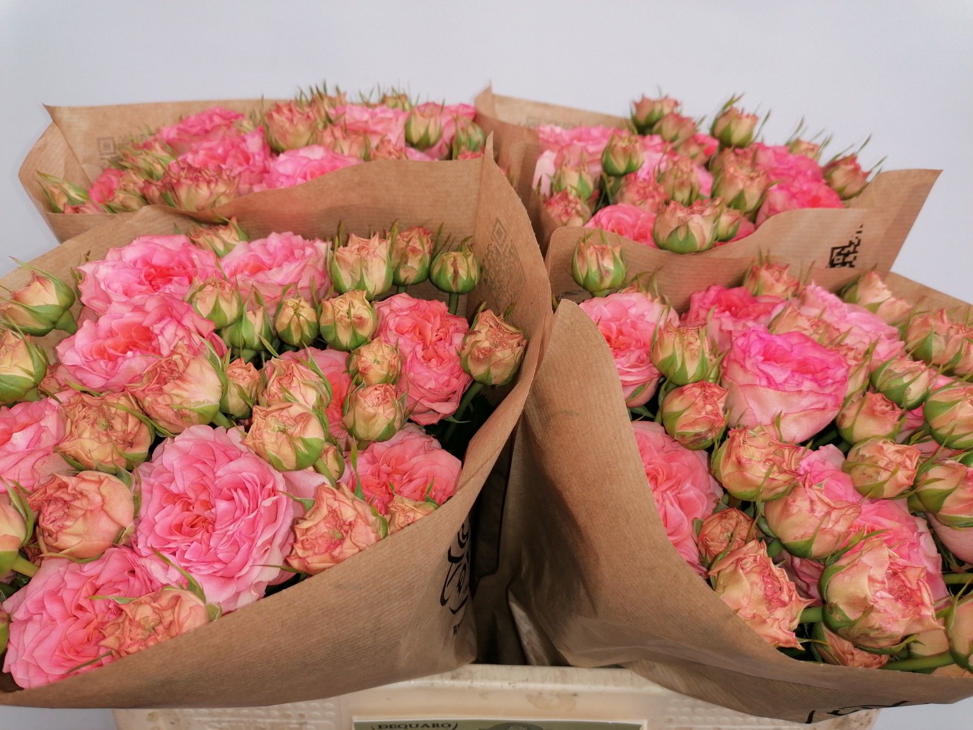 Роза куст. Грындмас Мэри 50, шт.