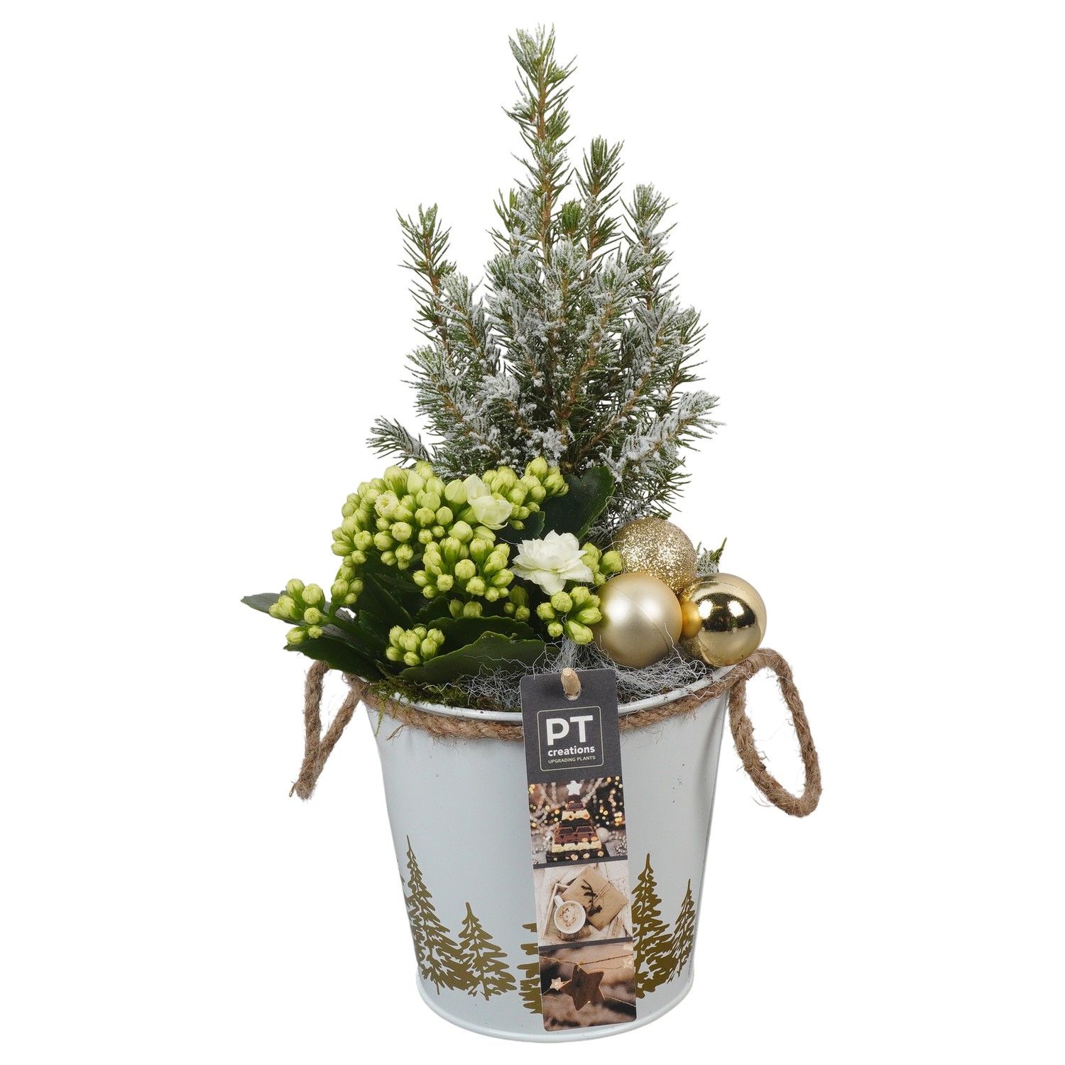 PTCHG5663 Arrangement Christmas Gold in metaal pot, D 13 cm