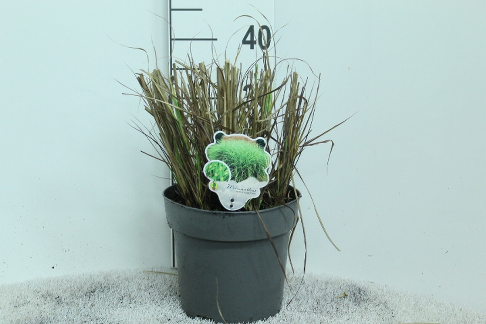 Miscanthus sinensis 'Punktchen' P23, D 23