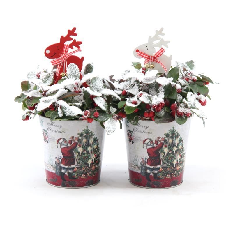 Gaultheria pr. 'Big Berry'® P10 in Zinc Santa + Reindeer + Snow, D 11 cm