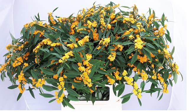 Эуфорбия куст. Крим Еллоу Ривер 80, шт.