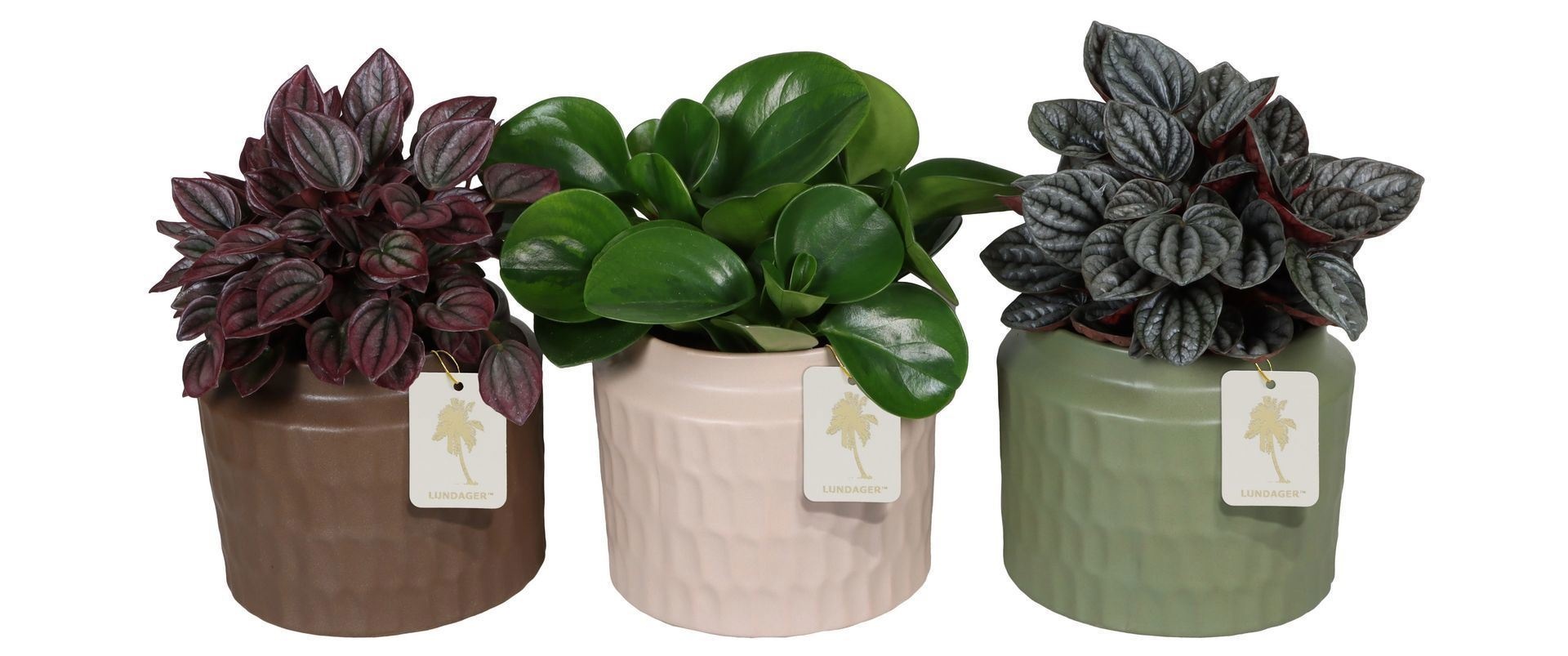 L 67515 With Peperomia Mix 12 cm, D 12