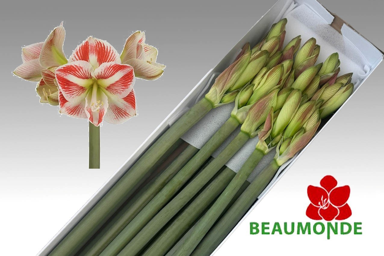 Амарилис Карамба (бело-красн.) x15, шт.